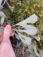 Hakea flabellifolia