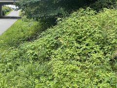 Impatiens parviflora