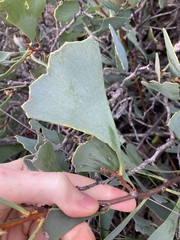 Hakea flabellifolia