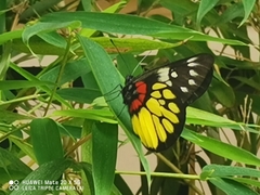 Delias pasithoe