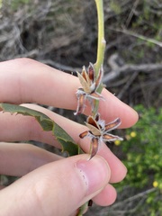 Jacksonia floribunda