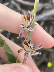 Jacksonia floribunda