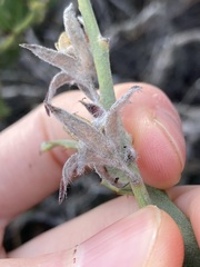 Jacksonia floribunda