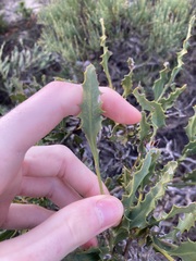 Jacksonia floribunda