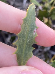 Jacksonia floribunda