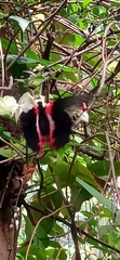 Papilio rumanzovia