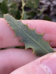 Jacksonia floribunda
