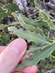 Jacksonia floribunda