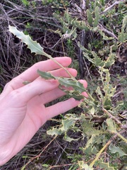 Jacksonia floribunda