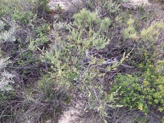 Jacksonia floribunda