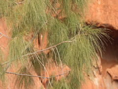 Allocasuarina decaisneana