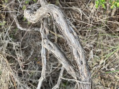 Jacksonia floribunda