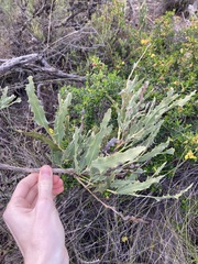 Jacksonia floribunda