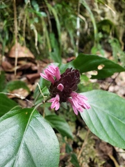 Justicia mirabiloides