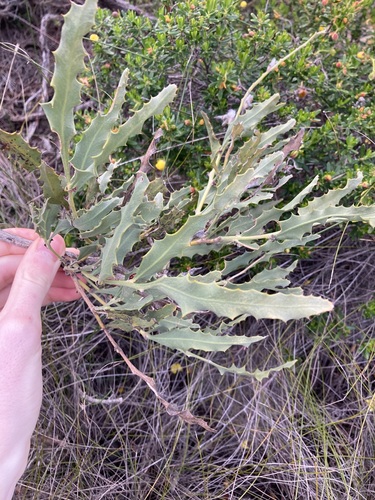 Image of Jacksonia floribunda by (c) Thomas Mesaglio, some rights reserved (CC BY)