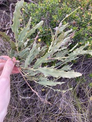 Jacksonia floribunda