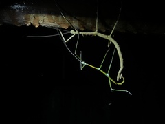 Phraortes stomphax