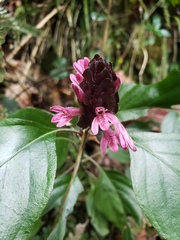 Justicia mirabiloides