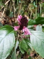 Justicia mirabiloides