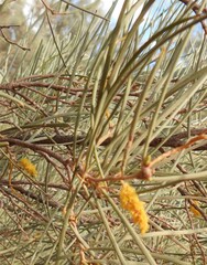 Acacia aneura