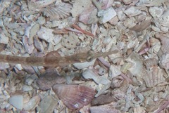 Syngnathus temminckii