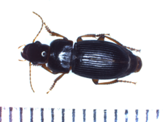 Harpalus latus