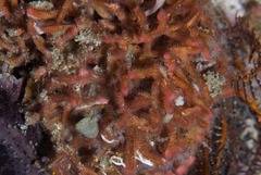 Margaretta levinseni