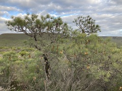 Banksia tricuspis