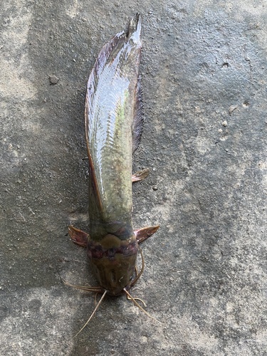 Bighead catfish (Clarias macrocephalus) — Clariidae — 3