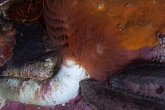 Protula bispiralis