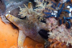 Callopatiria formosa