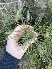 Banksia tricuspis