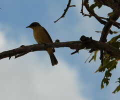 Ptilotula keartlandi