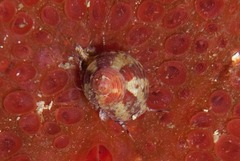 Gibbula multicolor
