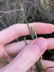 Banksia tricuspis