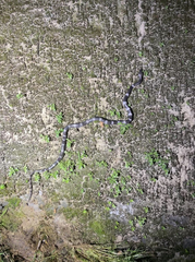 Lycodon futsingensis