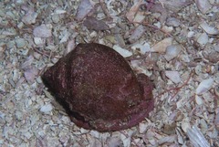 Semicassis zeylanica