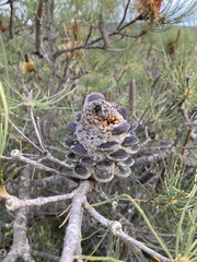 Banksia tricuspis