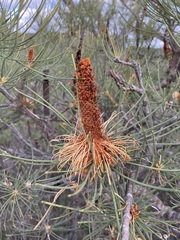 Banksia tricuspis