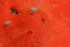 Ochlesis lenticulosus