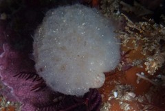 Aplidium circulatum
