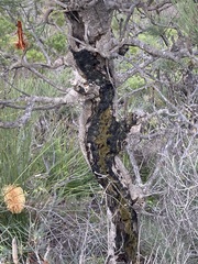 Banksia tricuspis