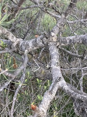 Banksia tricuspis