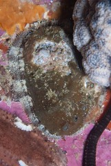 Haliotis spadicea