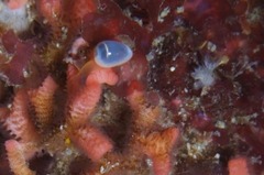 Gibberula dulcis