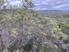 Banksia tricuspis