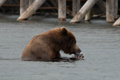 Ursus arctos beringianus