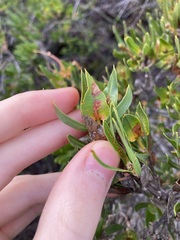 Lambertia multiflora