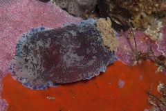 Dendrodoris caesia
