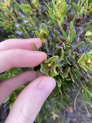 Lambertia multiflora